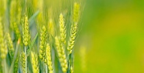 «Аграрная сверхдержава»: РСХБ назвал точки роста АПК на горизонте 2030 года 