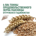 4 584 тонн продовольственного зерна пшеницы отгружено в Таджикистан
