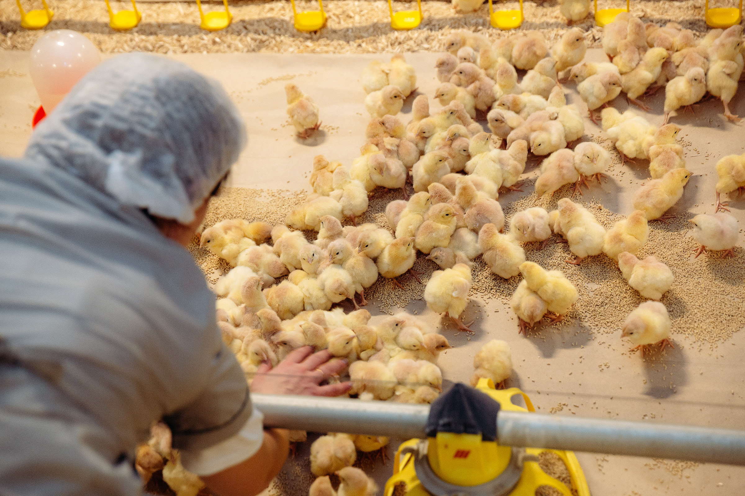 30 тысяч цыплят завезли на птицефабрику Мелекесского района Ульяновской  области – Министерство агропромышленного комплекса и развития сельских  территорий Ульяновской области