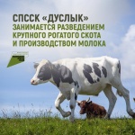СПССК «Дуслык» занимается разведением крупного рогатого скота и производством молока